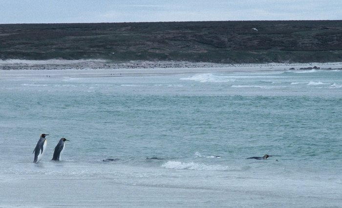 King Penguins entering the sea at Volunteer Point, Falkland Islands.
