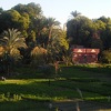 Fields on Elephantine Island in the middle of the Nile in Aswan seen from the roof of the Nubian museum.
