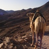 A camel admiring the view during the descent from Mount Sinai.