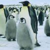 Emperor penguins and chicks at Windy.