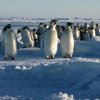 Emperor penguins finding their way through a pressure ridge on the sea ice at Windy Cove in September.
