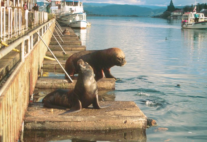 Sea Lions sat outside the fish market in Valdivia, Chile, ready to catch any off-cuts from the stalls. This is one of only a few urban sea lion colonies in the world.