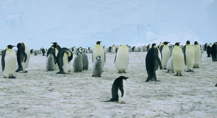 A rather lost looking Adelie amongst the colony of 5,000 Emperor penguins at Windy.